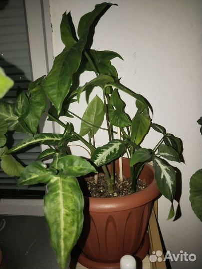 Сингониумы