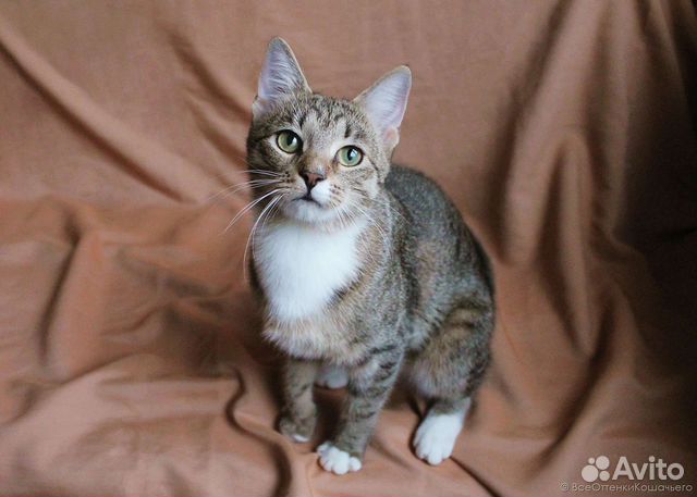Полосатая кошка Тома в добрые руки