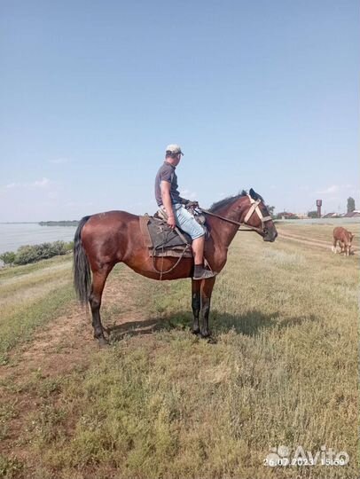 Сжеребчеком 2 месяца