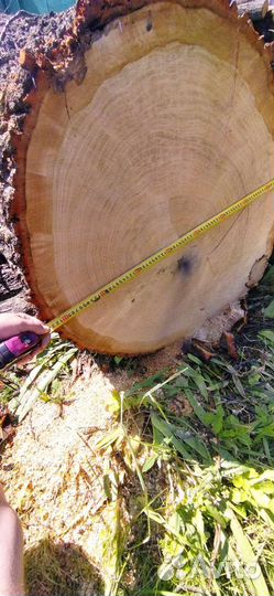 Продам ствол дуба