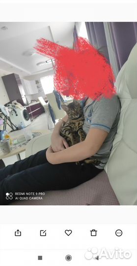 Бенгальская кошка