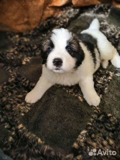 Щенки Московской сторожевой