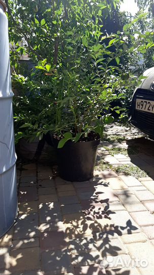 Черника голубика саженцы 3х летние