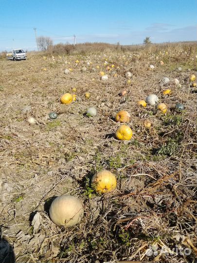 Тыква кормовая