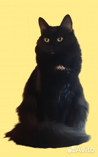 Фенотип шантильи тиффани в дар