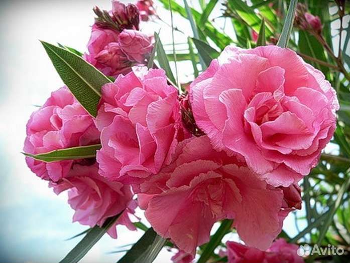 Олеандр махровый