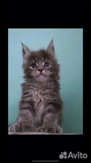 Котята мейн-кун полидакты и обычные- вязка