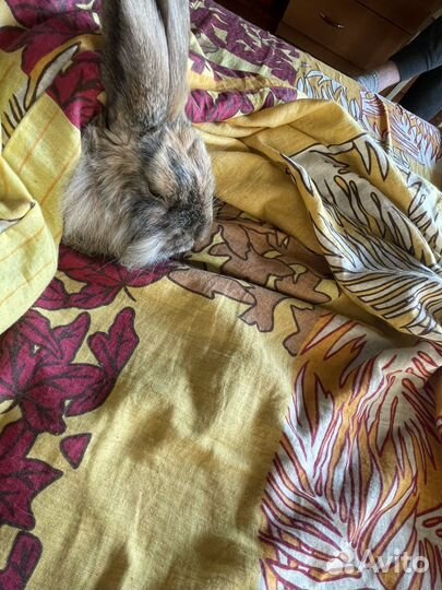 Декоративный кролик с клеткой