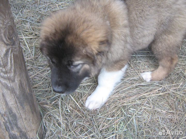 Продажа щенков