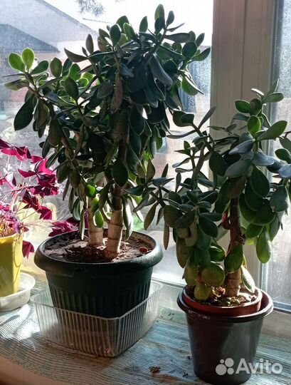 Крассула, толстянка, денежное дерево