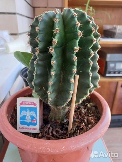 Кактус размер до 30 см