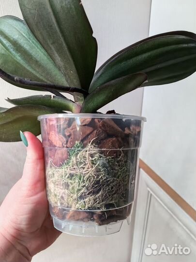 Орхидея фаленопсис Savion