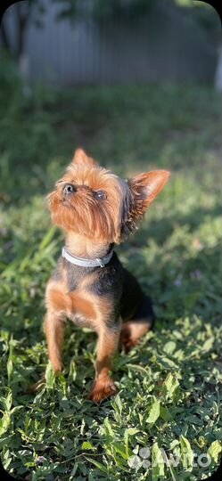 Йоркширский терьер