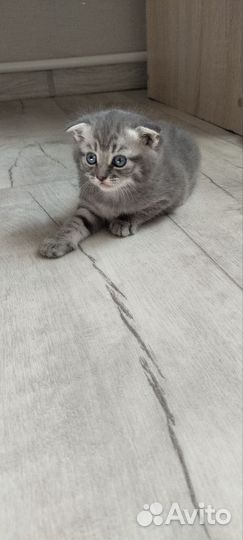 Готовятся к продаже Шотландские котята.1500