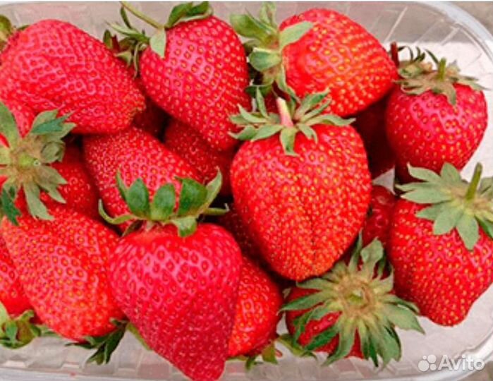 Клубника Азия