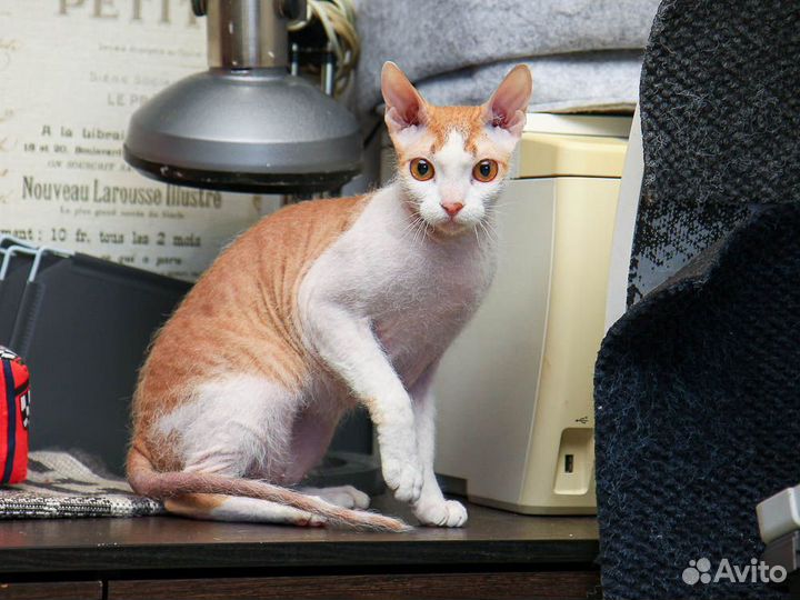 Донской сфинкс