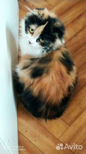 Вислоухая красивая девочка