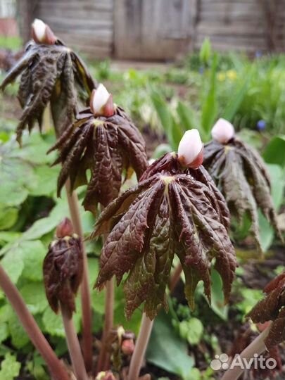 Подофиллум (ноголист), Агапантус белый