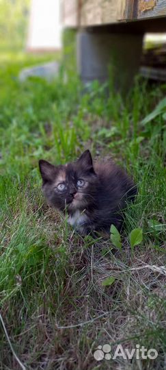 Ищем дом для милых котят