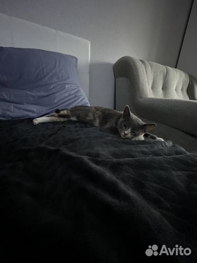 Кошка в добрые руки