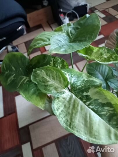 Сингониумы