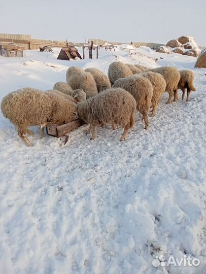 Овцы и ягнята меринос в разведение