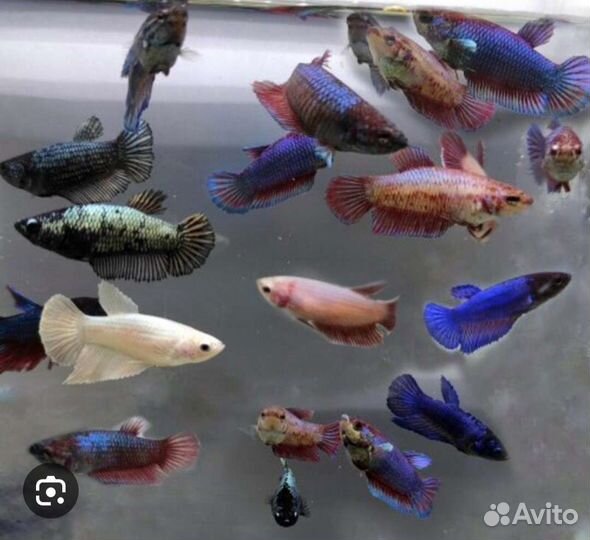 Петушки(самки)