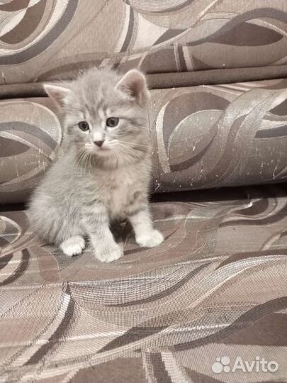 Британская