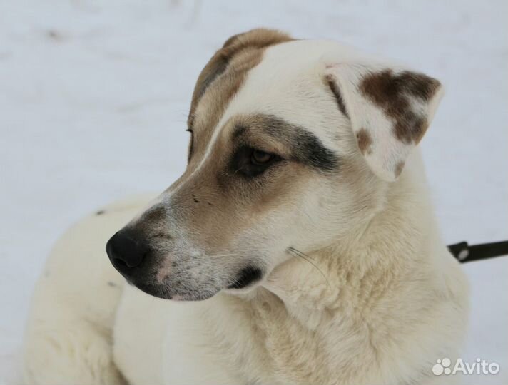 Активный молодой пес страдает в клетке приюта
