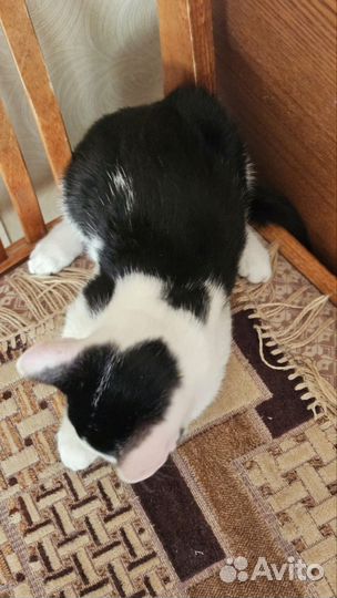 Отдам в добрые руки котика