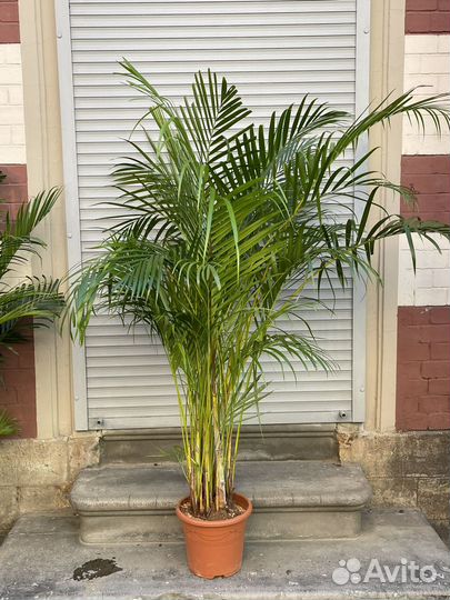 Пальма домашняя арека