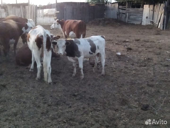 Бычок, бычки