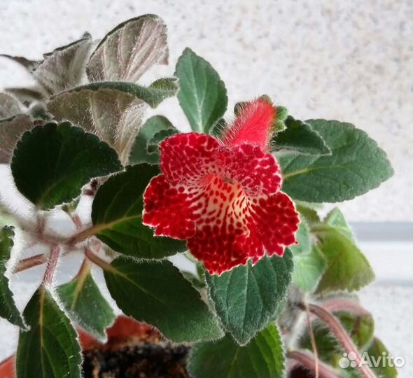 Колерия сортовая, красная, бордовая