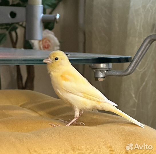 Кенар молодой распевается