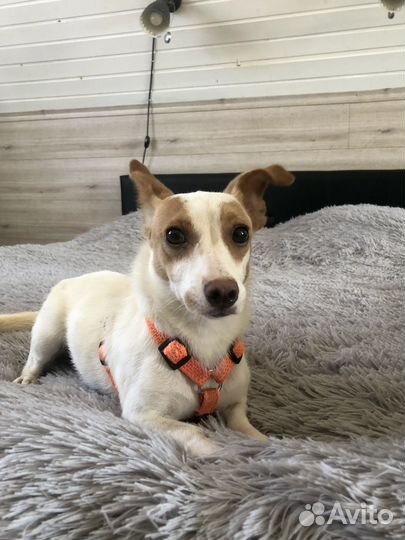 Маленькая собачка в дар