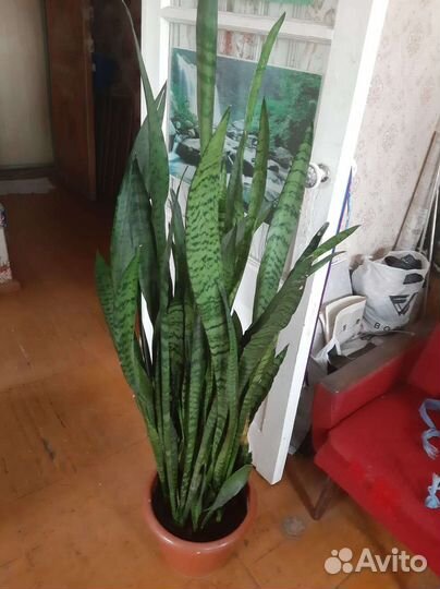 Сансевиерия