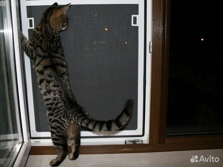 Москитные сетки на окна. Москитная сетка на дверь