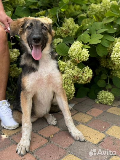 Собака в добрые руки