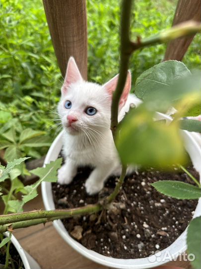 Котята в радость