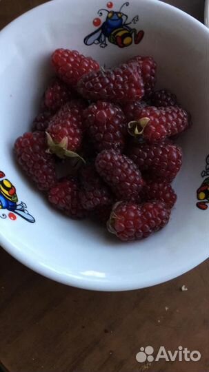 Саженцы малины и ежевики