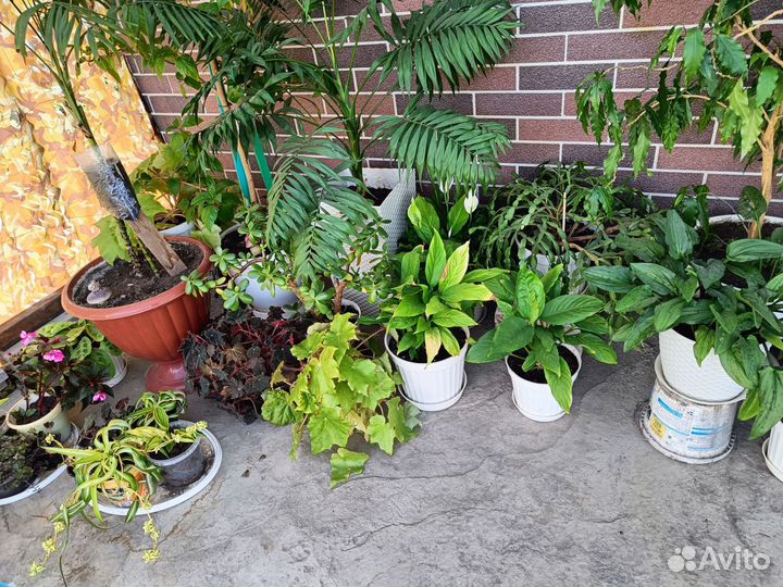 Комнатные цветы