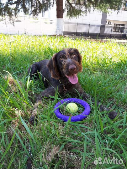 Собака умная