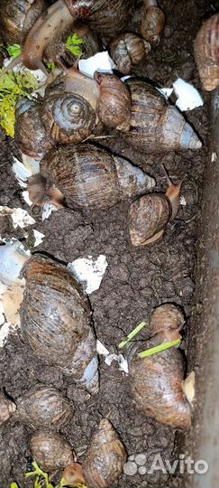 Улитки ахатины