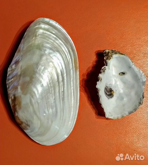 Яшма минералы камни Раковины Ракушки