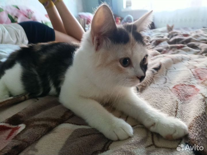 Кошка в дар