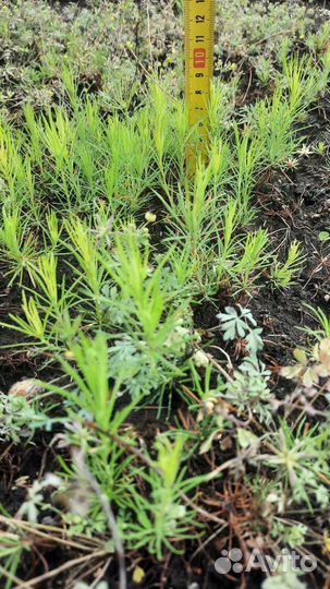 Семена сосны обыкновенная, сеянцы зкс