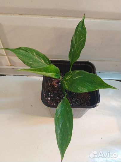 Спатифиллум Нью Ван, Дели Индонезия с белым варом