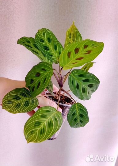 Маранта фентези