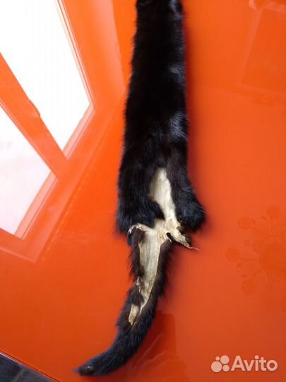 Шкурка норки