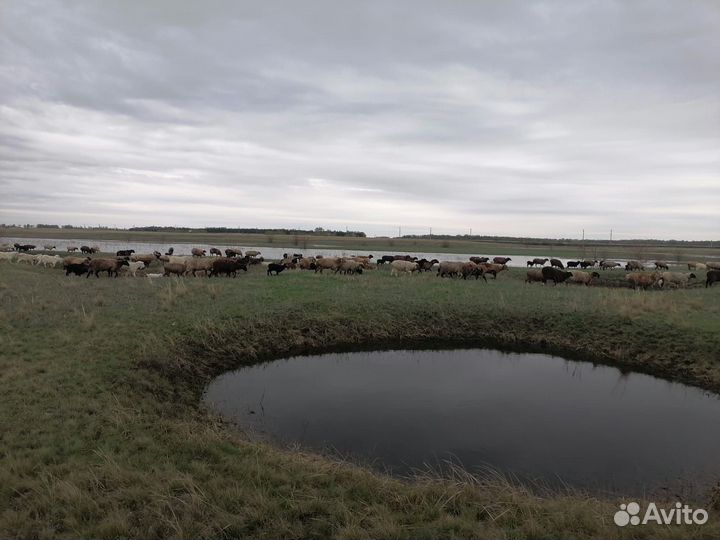 Овцы бараны козы